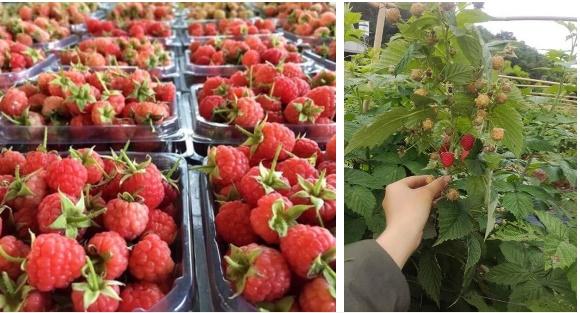 Ở Hàn có loại quả mọc đầy không ai hái, về Việt Nam đóng hộp bán cả chục nghìn-1