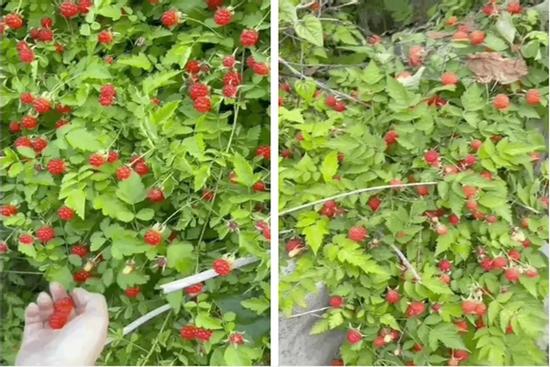 Ở Hàn có loại quả mọc đầy không ai hái, về Việt Nam 'đóng hộp' bán cả chục nghìn