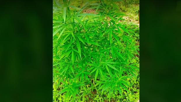 Người nước ngoài trồng cả vườn cần sa ở bãi giữa sông Hồng-1