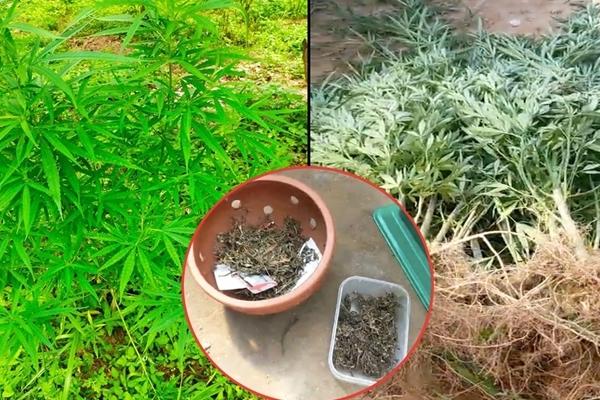 Lai lịch người nước ngoài trồng 3.000m2 cần sa ở bãi giữa sông Hồng-2