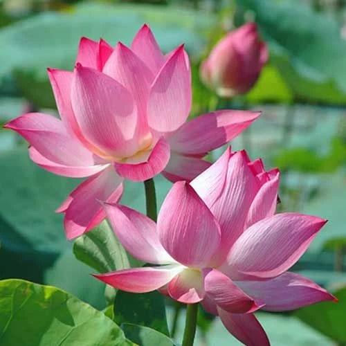 Cúng hoa mùng 1: Cúng hoa mùng 1 là một nét đẹp văn hoá truyền thống của người Việt. Hình ảnh của nghi thức này sẽ mang đến cho bạn những cảm xúc tươi vui và tinh thần đầy năng lượng. Hãy xem những hình ảnh độc đáo và sinh động về cúng hoa mùng 1 tại đây.