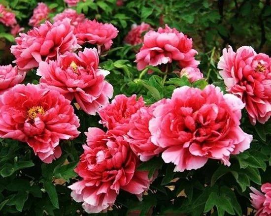 Mùng 1 tháng 5 âm lịch: Nhớ dâng cúng 6 loại hoa này để cầu được ước thấy-2