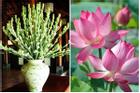 Mùng 1 tháng 5 âm lịch: Nhớ dâng cúng 6 loại hoa này để cầu được ước thấy