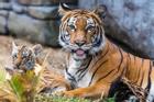 Vườn thú Ba Lan ra mắt cặp đôi hổ con Siberia quý hiếm
