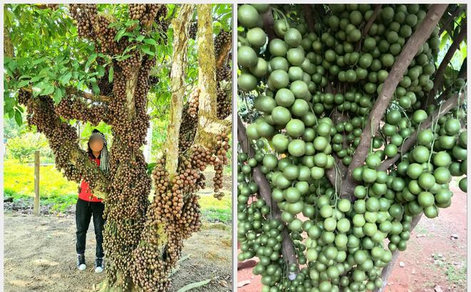 Thời tiết và thổ nhưỡng phù hợp nên Việt Nam là đất nước có đa dạng loại trái cây đặc trưng của xứ nhiệt đới. Điển hình trong số đó phải kể tới dâu da đất, thứ quả gắn liền với tuổi thơ của nhiều bạn trẻ.