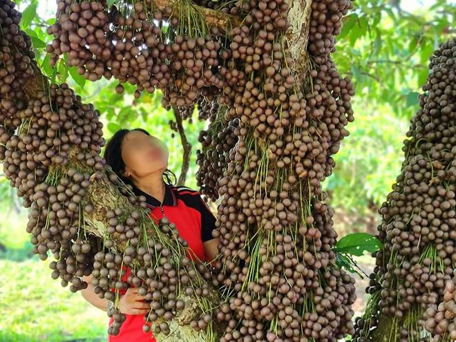 Bên dưới phần bình luận, các dân mạng ai cũng ngỡ ngàng, ngơ ngác và… bật ngửa vì đây là lần đầu tiên được nhìn thấy trái dâu da ra quả.