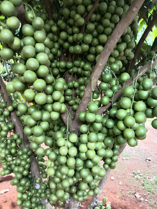 Cây nào sinh trưởng tốt thì quả mọc càng nhiều, thu hoạch xong cả cây có khi được tới hàng chục ký dâu da.