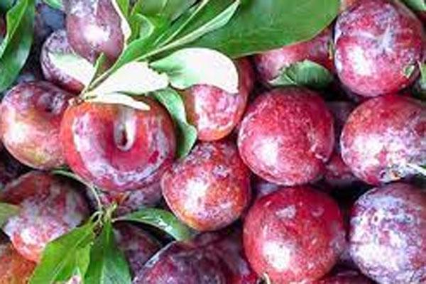 Hết lẩu ngọ nguậy đến canh sâu: Nhìn thì sợ nhưng lại là đặc sản miền Bắc-3