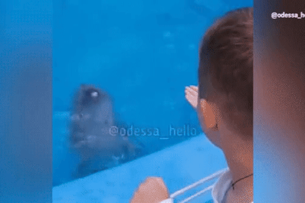 Clip: Mãn nhãn màn diễn xiếc của cá heo hồng ở bãi biển Đồ Sơn-1