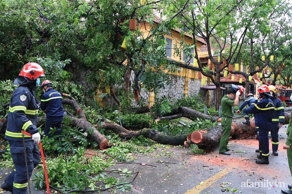 Hà Nội: Cây cổ thụ hàng chục năm tuổi bất ngờ bật gốc sau trận gió lớn, đè sập tường Tòa án nhân dân tối cao-7