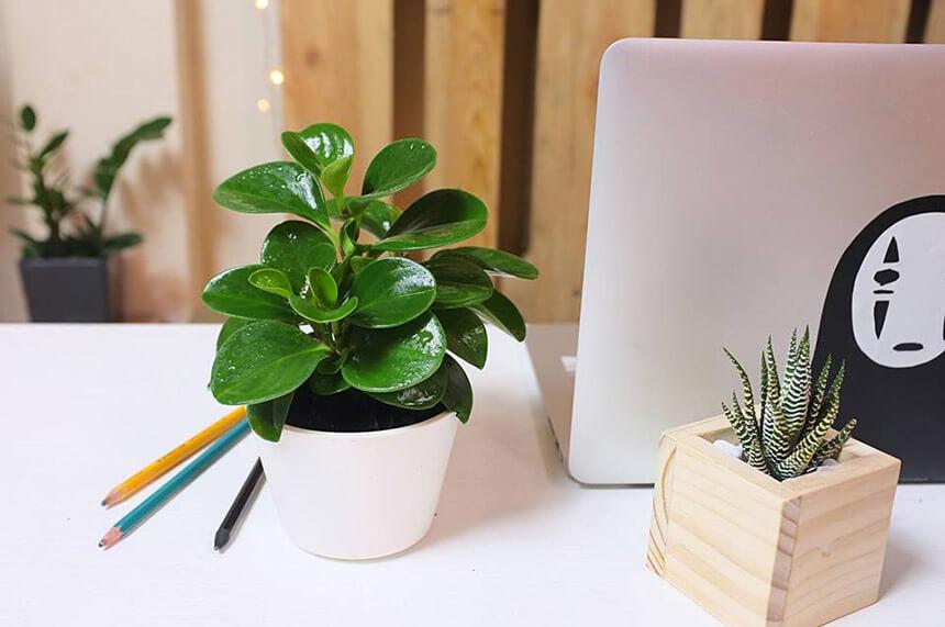 8 lưu ý về phong thủy khi bố trí phòng làm việc để sự nghiệp thăng hoa, tài danh rực sáng-3