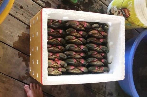 Bán cua nhưng quấn rất ít dây, chủ hàng khiến dân tình hết lời khen ngợi-1