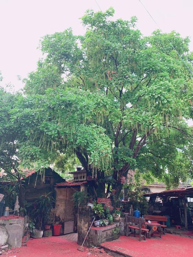 Sáng dậy, nhìn cảnh tượng cây lộc vừng, gia chủ không biết nên khóc hay cười-1