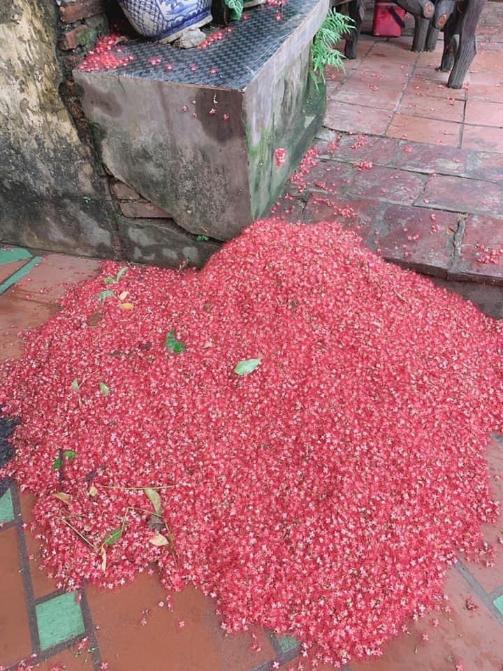 Sáng dậy, nhìn cảnh tượng cây lộc vừng, gia chủ không biết nên khóc hay cười-3