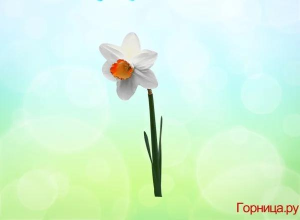 Chọn một bông hoa soi độ dễ thương của bạn ở mức nào?-2