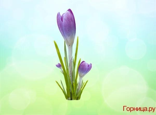 Chọn một bông hoa soi độ dễ thương của bạn ở mức nào?-4