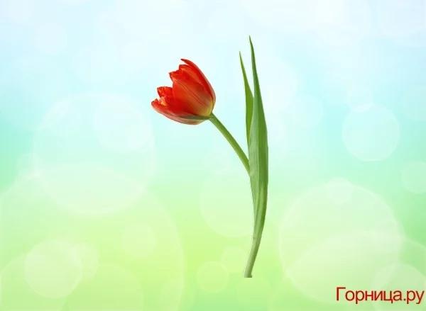 Chọn một bông hoa soi độ dễ thương của bạn ở mức nào?-5