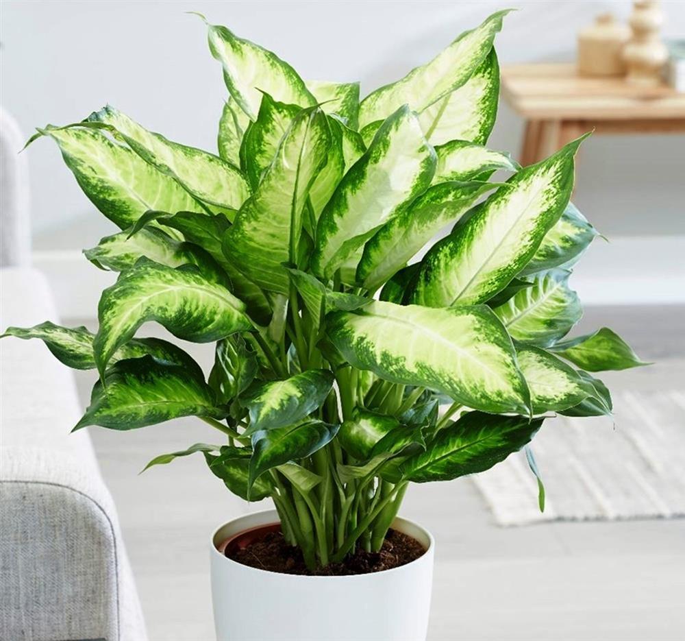 Bật mí loài cây phong thủy sẽ mang lại may mắn, thịnh vượng cho 12 con giáp-3