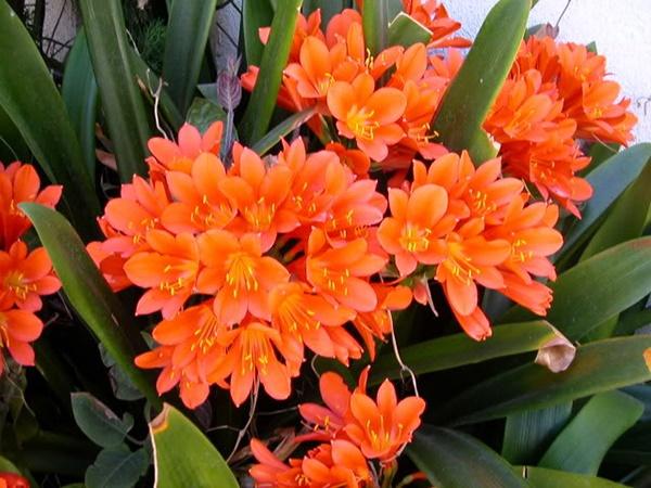 Bật mí loài cây phong thủy sẽ mang lại may mắn, thịnh vượng cho 12 con giáp-4