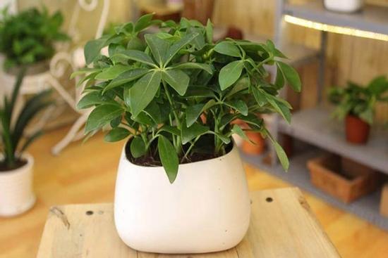 Bật mí loài cây phong thủy sẽ mang lại may mắn, thịnh vượng cho 12 con giáp