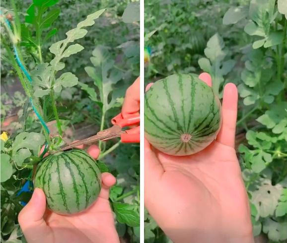 Trái dưa hấu với màn dậy thì sớm gây xôn xao MXH, nhìn không dám tin-1