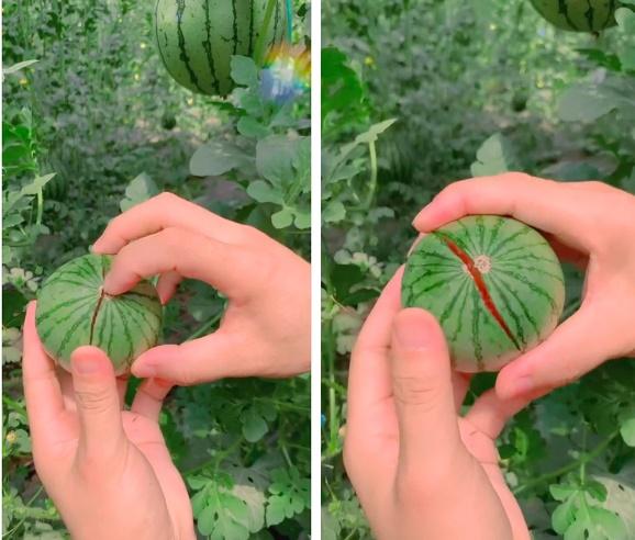 Trái dưa hấu với màn dậy thì sớm gây xôn xao MXH, nhìn không dám tin-2