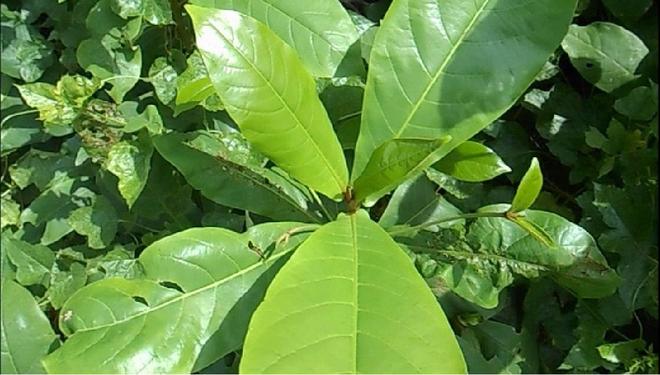 Lá bàng có tác dụng thần kì gì mà được rao bán với giá 100.000/kg?-2