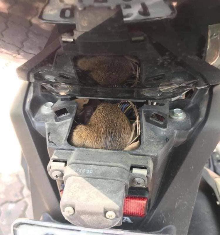 Rùng mình ổ chuột con đỏ hỏn, chuột mẹ béo múp míp ăn ở trong cốp xe-2