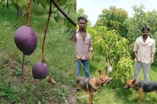 Cuộc sống xa hoa của những thú cưng giàu nhất hành tinh-21