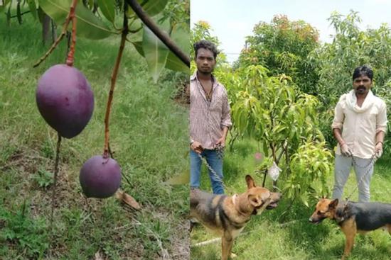 Thuê hẳn 4 vệ sĩ và 6 chú chó để trông 2 cây xoài có giá khủng