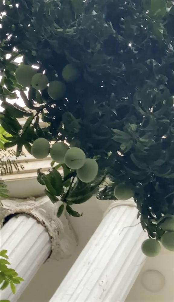 Tài xế đỗ xe dưới cây mít chín, tưởng được lộc ăn ai ngờ nhận kết đắng mề-4