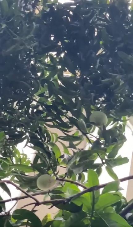 Xoài nhà Phượng Chanel to cỡ nào mà đập vỡ kính xe Mẹc dễ như bỡn?-1