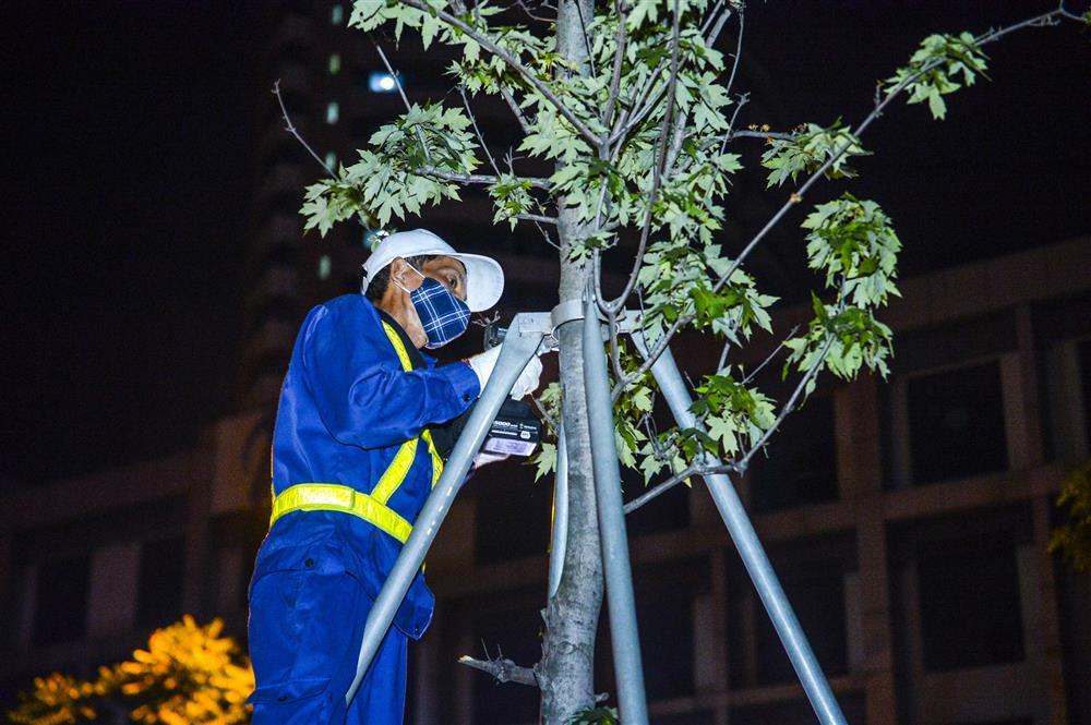 Hàng chục công nhân xuyên đêm di chuyển hàng cây phong lá đỏ trên đường Trần Duy Hưng-4