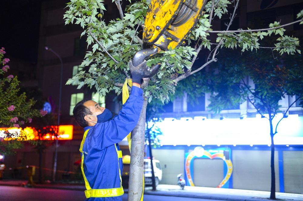 Hàng chục công nhân xuyên đêm di chuyển hàng cây phong lá đỏ trên đường Trần Duy Hưng-7