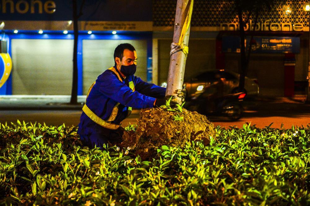 Hàng chục công nhân xuyên đêm di chuyển hàng cây phong lá đỏ trên đường Trần Duy Hưng-8