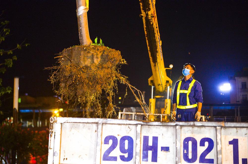 Hàng chục công nhân xuyên đêm di chuyển hàng cây phong lá đỏ trên đường Trần Duy Hưng-9