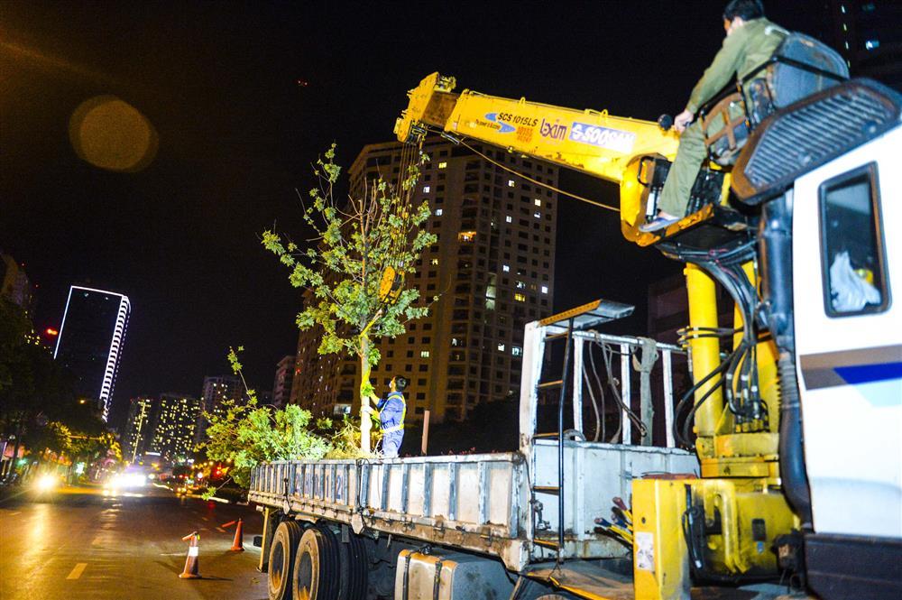 Hàng chục công nhân xuyên đêm di chuyển hàng cây phong lá đỏ trên đường Trần Duy Hưng-10