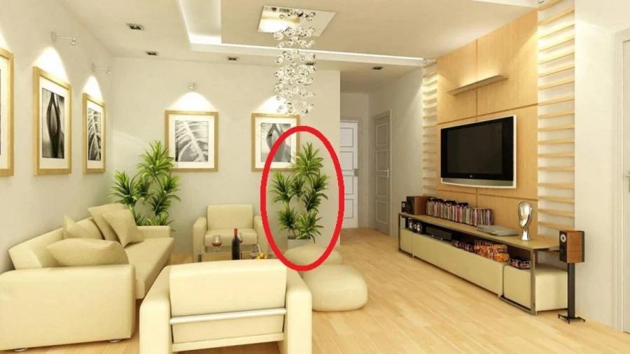 4 loại cây phá nát phong thủy, tiêu hao tài lộc, tuyệt đối không đặt trong nhà-2
