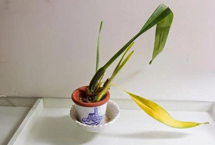 4 loại cây phá nát phong thủy, tiêu hao tài lộc, tuyệt đối không đặt trong nhà-3