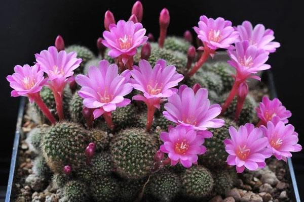 7 ngày nữa, những con giáp cẩn thận thị phi, tiểu nhân ám toán-4