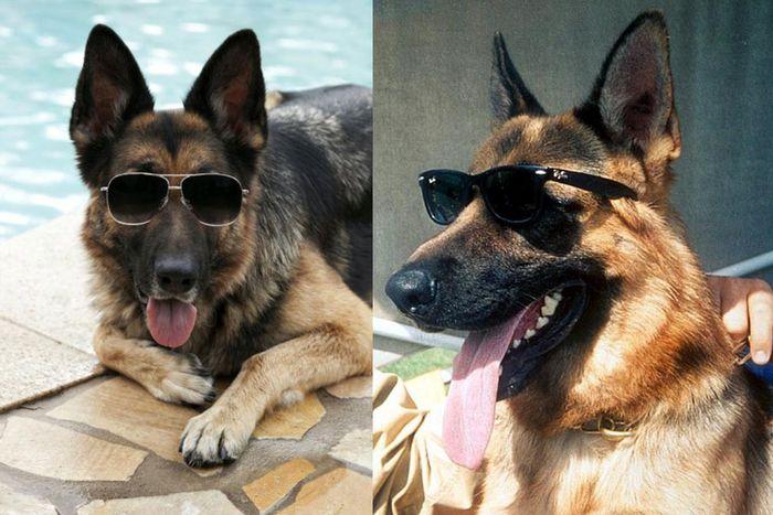 Cuộc sống xa hoa của những thú cưng giàu nhất hành tinh-1