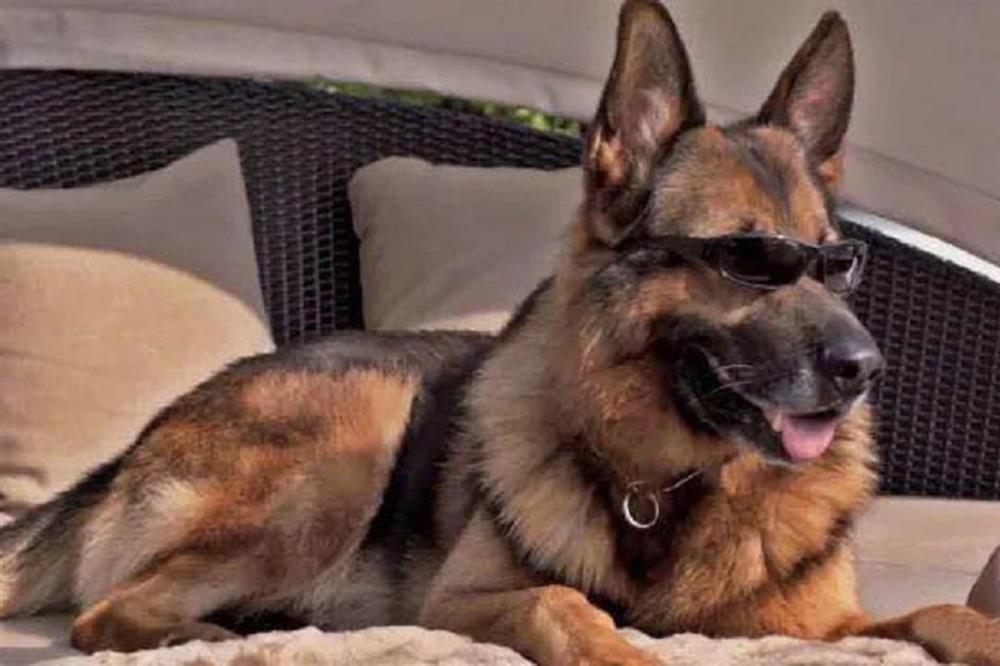 Cuộc sống xa hoa của những thú cưng giàu nhất hành tinh-2