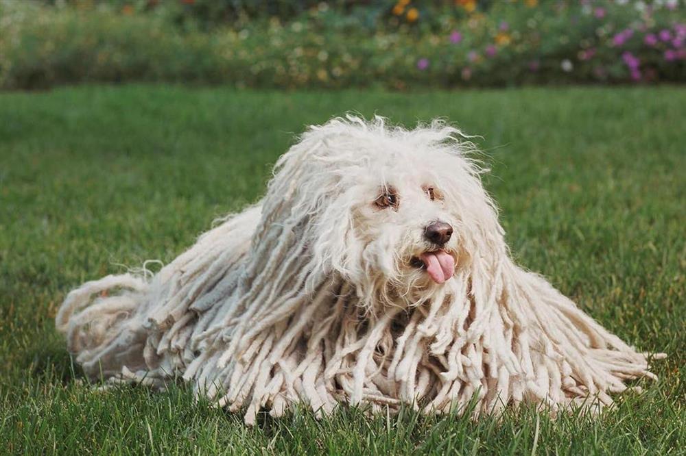 Cuộc sống xa hoa của những thú cưng giàu nhất hành tinh-14