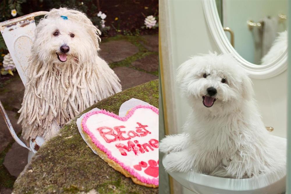 Cuộc sống xa hoa của những thú cưng giàu nhất hành tinh-15