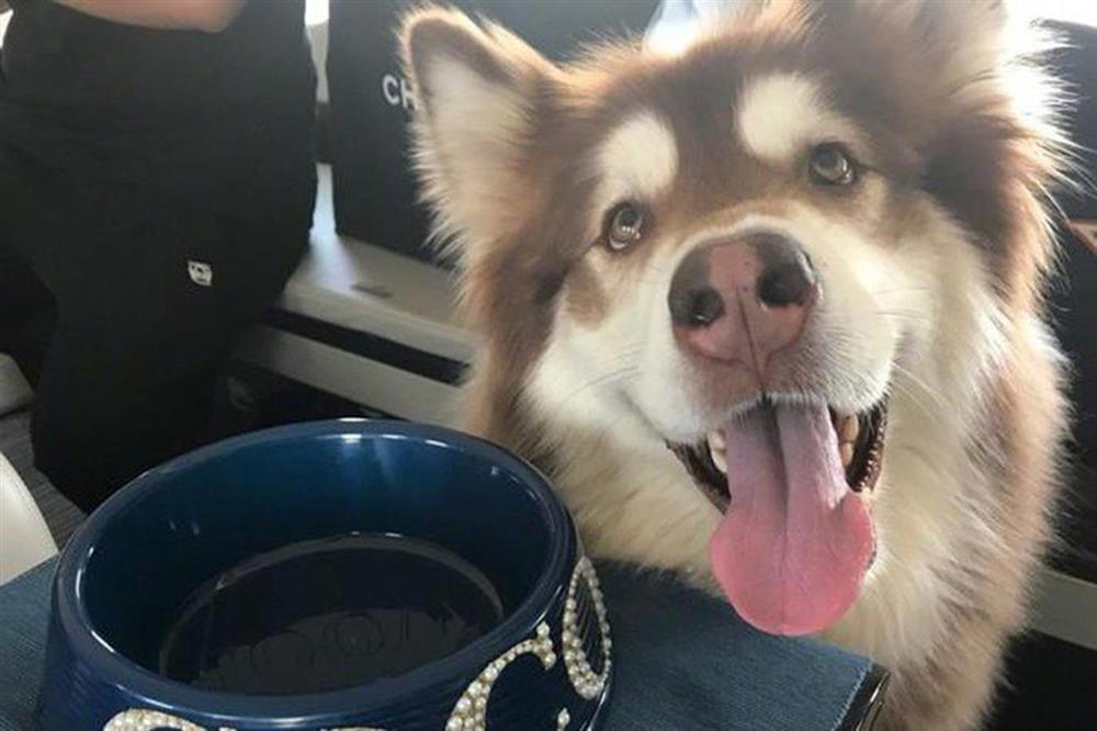 Cuộc sống xa hoa của những thú cưng giàu nhất hành tinh-18