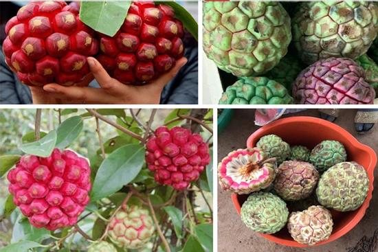 Hoá ra 'trái ác quỷ' mà bao người nhắc cũng có ở Việt Nam, giá vô cùng cao?