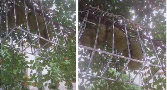 Hàng xóm bảo vệ cây mít bất khả xâm phạm, láng giềng đau con mắt-5