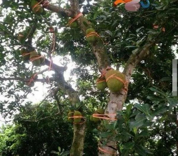 Hàng xóm bảo vệ cây mít bất khả xâm phạm, láng giềng đau con mắt-6