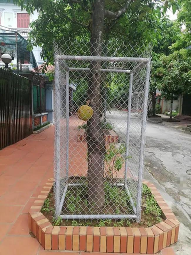 Hàng xóm bảo vệ cây mít bất khả xâm phạm, láng giềng đau con mắt-9