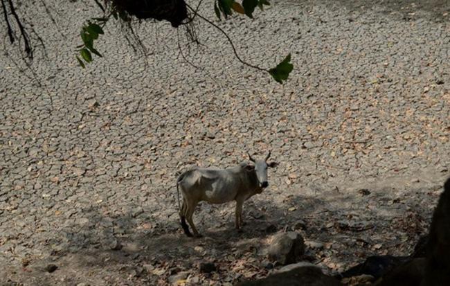 Chùm ảnh nắng nóng tan chảy cả nhựa đường khiến người xem rùng mình-2